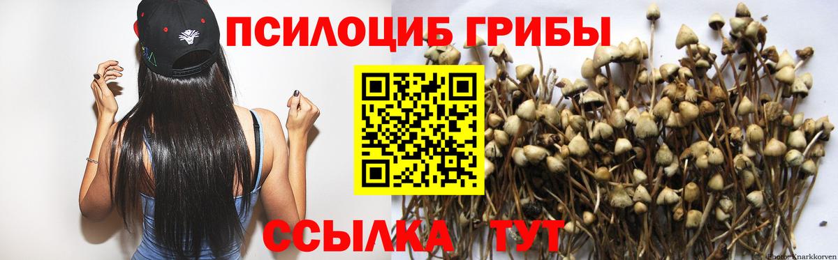 Псилоцибиновые грибы прущие грибы Кольчугино